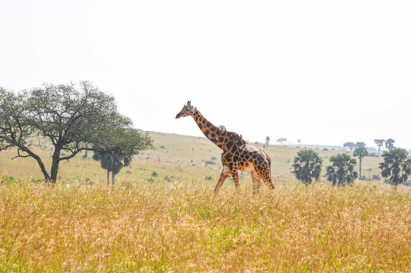Adcoar Tours